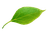 falling leaf